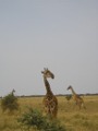 Giraffes Serengeti NP